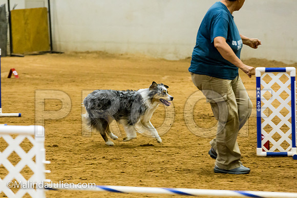 Agility JWW Exc 20 Sat Australian Shepherd Creek-JJJ_1437-ACDCA2018-HR3