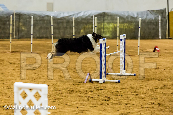 Agility JWW Exc 20 Sat Australian Shepherd Keeva-JJJ_1948-ACDCA2018-HR3