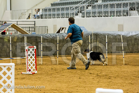Agility JWW Exc 20 Sat Australian Shepherd Keeva-JJJ_1956-ACDCA2018-HR3