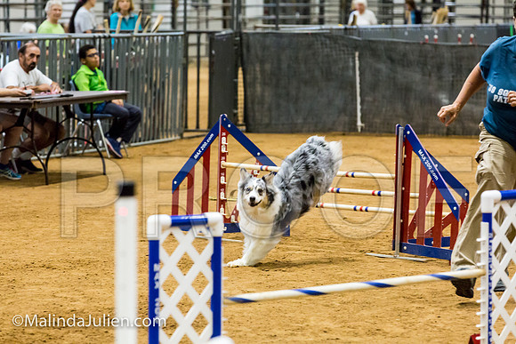 Agility JWW Exc 20 Sat Australian Shepherd Kya-JJJ_1760-ACDCA2018-HR3