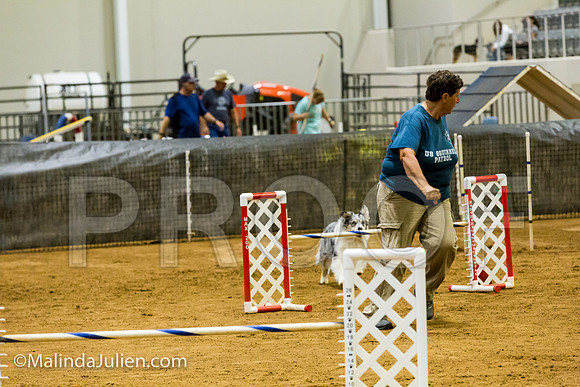 Agility JWW Exc 20 Sat Australian Shepherd Kya-JJJ_1774-ACDCA2018-HR3