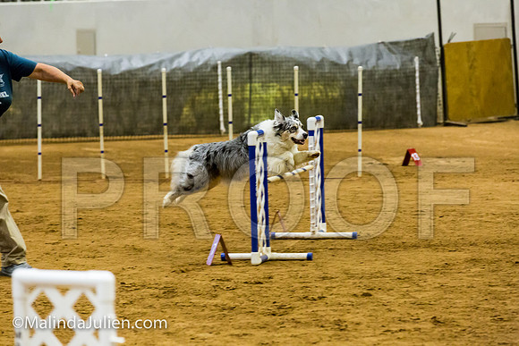 Agility JWW Exc 20 Sat Australian Shepherd Kya-JJJ_1775-ACDCA2018-HR3