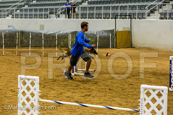 Agility JWW Exc 20 Sat Belgian Malinois Cazzi-JJJ_1922-ACDCA2018-HR3
