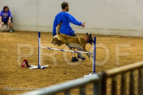 Agility JWW Exc 20 Sat Belgian Malinois Cazzi-JJJ_1926-ACDCA2018-HR3