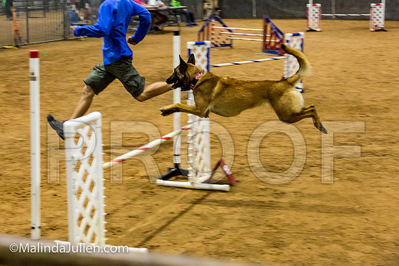 Agility JWW Exc 20 Sat Belgian Malinois Cazzi-JJJ_1939-ACDCA2018-HR3