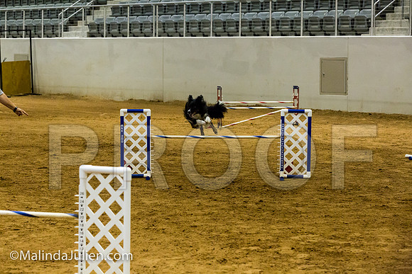 Agility JWW Exc 20 Sat Border Collie Baker-JJJ_1627-ACDCA2018-HR3
