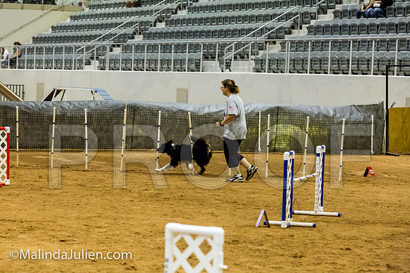 Agility JWW Exc 20 Sat Border Collie Baker-JJJ_1633-ACDCA2018-HR3