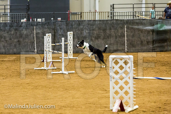 Agility JWW Exc 20 Sat Border Collie GaRRy-JJJ_2058-ACDCA2018-HR3