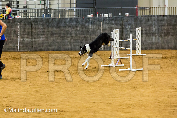 Agility JWW Exc 20 Sat Border Collie GaRRy-JJJ_2060-ACDCA2018-HR3