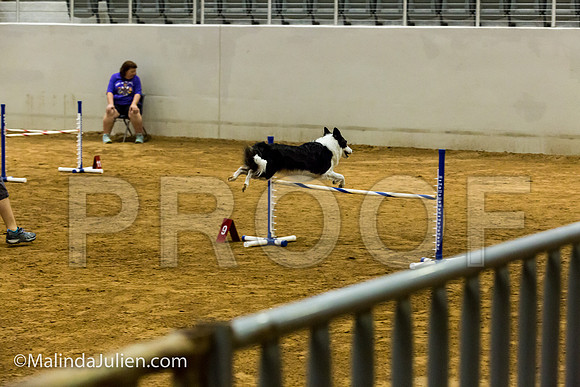Agility JWW Exc 20 Sat Border Collie Jenna-JJJ_1474-ACDCA2018-HR3