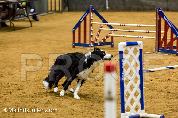 Agility JWW Exc 20 Sat Border Collie Riker-JJJ_1533-ACDCA2018-HR3