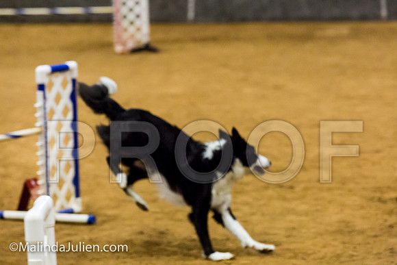 Agility JWW Exc 20 Sat Border Collie Riker-JJJ_1536-ACDCA2018-HR3