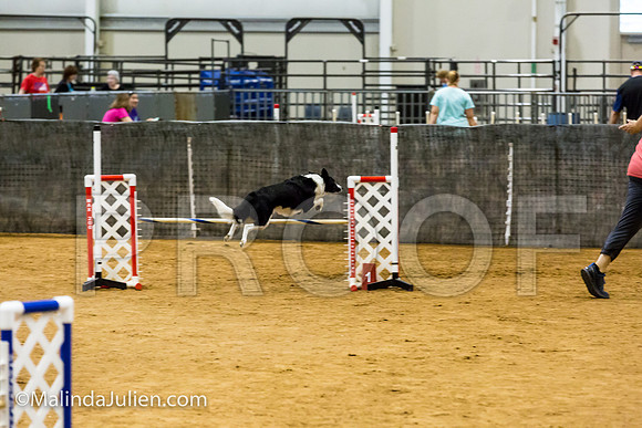 Agility JWW Exc 20 Sat Border Collie Shiloh-JJJ_1851-ACDCA2018-HR3
