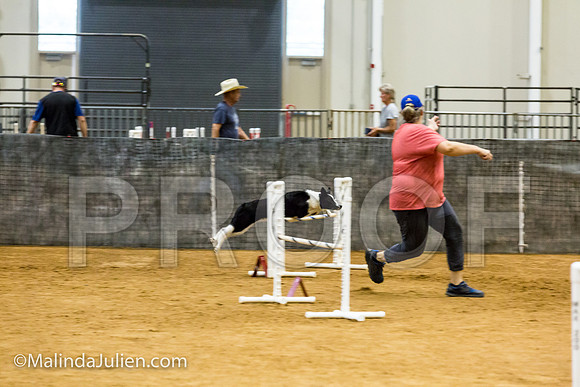 Agility JWW Exc 20 Sat Border Collie Shiloh-JJJ_1852-ACDCA2018-HR3
