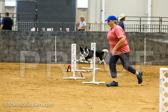 Agility JWW Exc 20 Sat Border Collie Shiloh-JJJ_1853-ACDCA2018-HR3