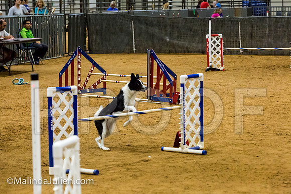 Agility JWW Exc 20 Sat Border Collie Shiloh-JJJ_1856-ACDCA2018-HR3
