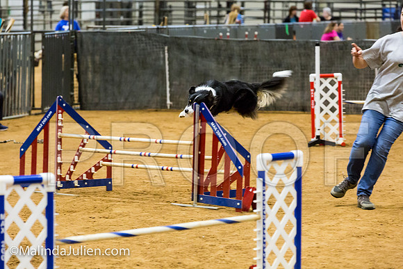 Agility JWW Exc 20 Sat Border Collie Shiloh-JJJ_1860-ACDCA2018-HR3