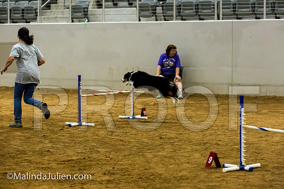 Agility JWW Exc 20 Sat Border Collie Shiloh-JJJ_1867-ACDCA2018-HR3