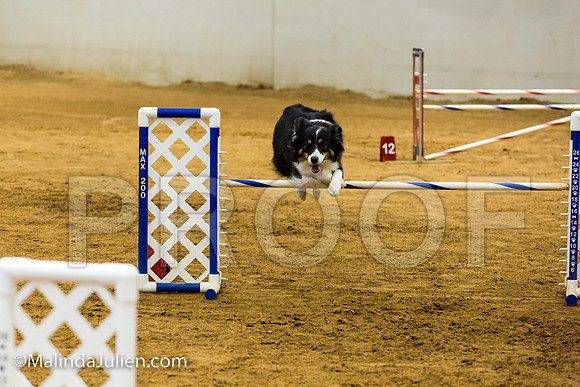 Agility JWW Exc 20 Sat Border Collie Shiloh-JJJ_1875-ACDCA2018-HR3