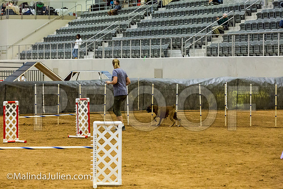 Agility JWW Exc 20 Sat Boxer Leia-JJJ_1413-ACDCA2018-HR3