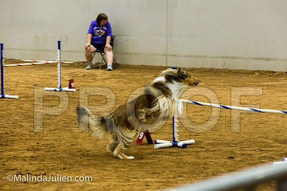 Agility JWW Exc 20 Sat Collie Cassi-JJJ_1801-ACDCA2018-HR3