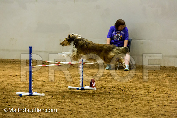 Agility JWW Exc 20 Sat Collie Cassi-JJJ_1803-ACDCA2018-HR3