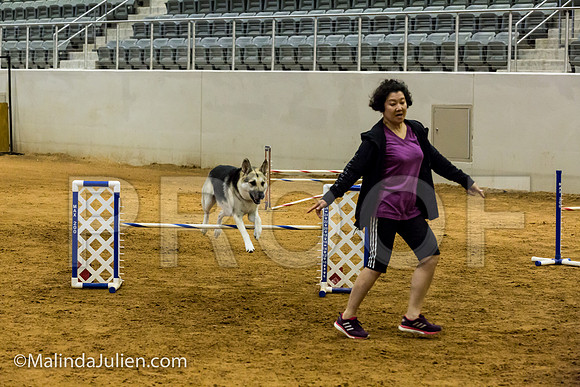 Agility JWW Exc 20 Sat German Shepherd Dog Spencer-JJJ_2255-ACDCA2018-HR3