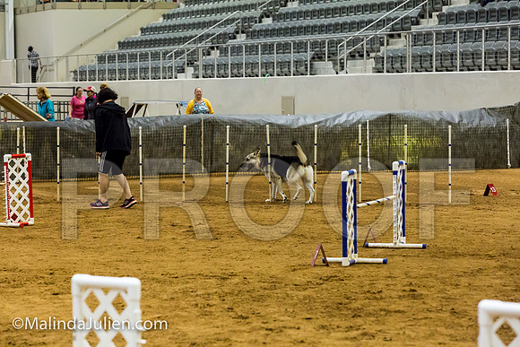 Agility JWW Exc 20 Sat German Shepherd Dog Spencer-JJJ_2258-ACDCA2018-HR3
