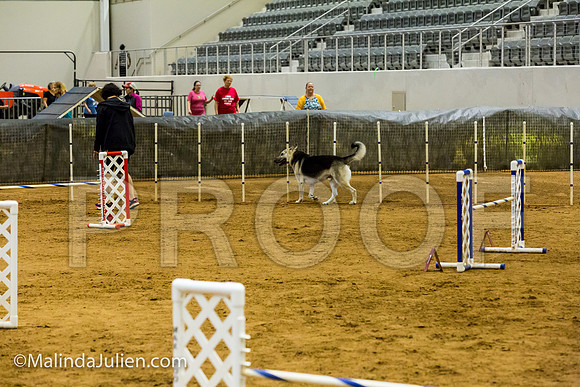 Agility JWW Exc 20 Sat German Shepherd Dog Spencer-JJJ_2261-ACDCA2018-HR3