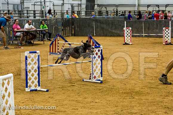 Agility JWW Exc 20 Sat German Shorthaired Pointer Jenga-JJJ_2180-ACDCA2018-HR3