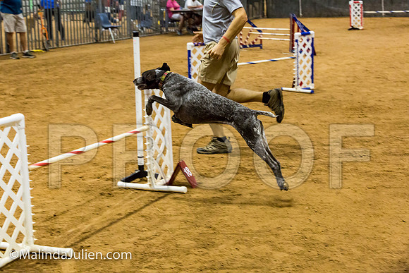 Agility JWW Exc 20 Sat German Shorthaired Pointer Jenga-JJJ_2195-ACDCA2018-HR3