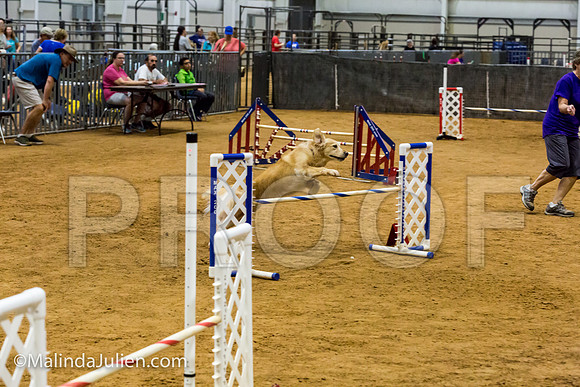 Agility JWW Exc 20 Sat Golden Retriever Gabbi-JJJ_1828-ACDCA2018-HR3
