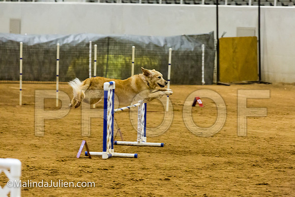 Agility JWW Exc 20 Sat Golden Retriever Gabbi-JJJ_1843-ACDCA2018-HR3