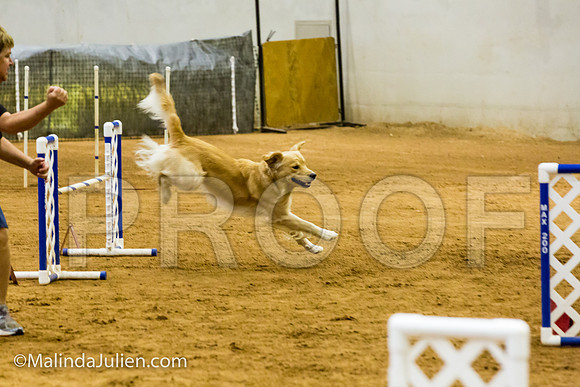 Agility JWW Exc 20 Sat Golden Retriever Hurricane-JJJ_1979-ACDCA2018-HR3