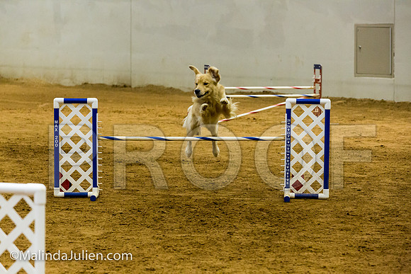 Agility JWW Exc 20 Sat Golden Retriever Hurricane-JJJ_1980-ACDCA2018-HR3