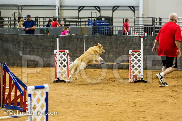 Agility JWW Exc 20 Sat Golden Retriever Rolex-JJJ_1881-ACDCA2018-HR3