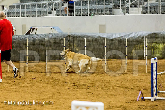 Agility JWW Exc 20 Sat Golden Retriever Rolex-JJJ_1898-ACDCA2018-HR3
