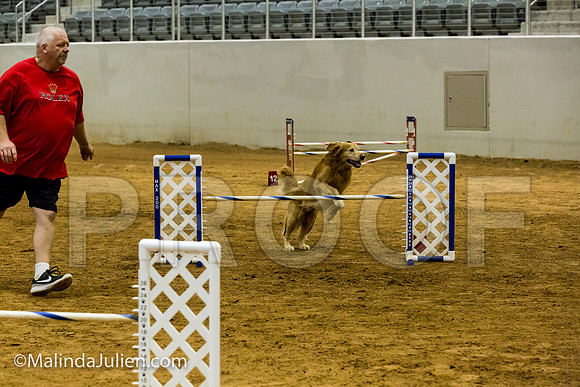 Agility JWW Exc 20 Sat Golden Retriever Rugby-JJJ_1506-ACDCA2018-HR3