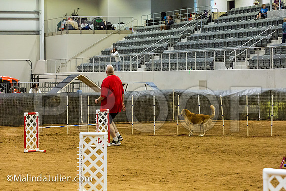 Agility JWW Exc 20 Sat Golden Retriever Rugby-JJJ_1512-ACDCA2018-HR3
