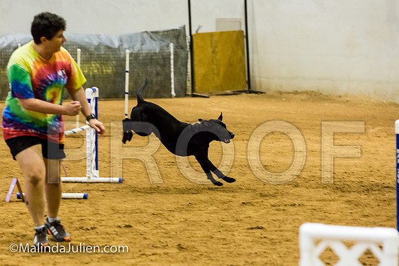 Agility JWW Exc 20 Sat Labrador Retreiver Decoy-JJJ_1698-ACDCA2018-HR3
