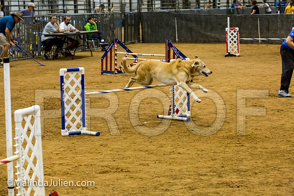 Agility JWW Exc 20 Sat Labrador Retriever Crockett-JJJ_2278-ACDCA2018-HR3