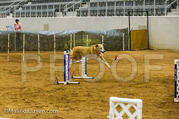 Agility JWW Exc 20 Sat Labrador Retriever Crockett-JJJ_2281-ACDCA2018-HR3