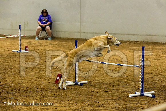 Agility JWW Exc 20 Sat Labrador Retriever Crockett-JJJ_2284-ACDCA2018-HR3