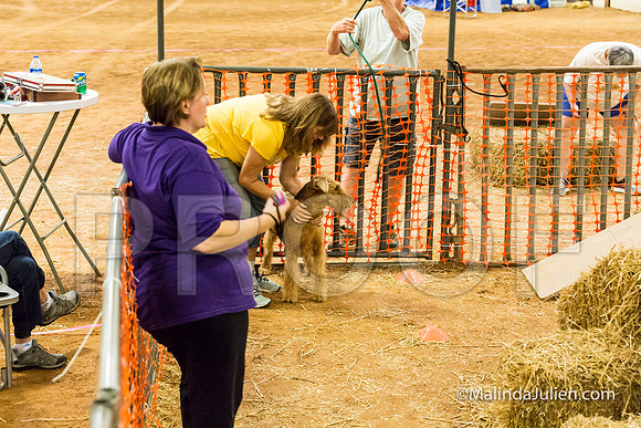 Airedale Lily Anne Barlow-JJJ_3811-HR3