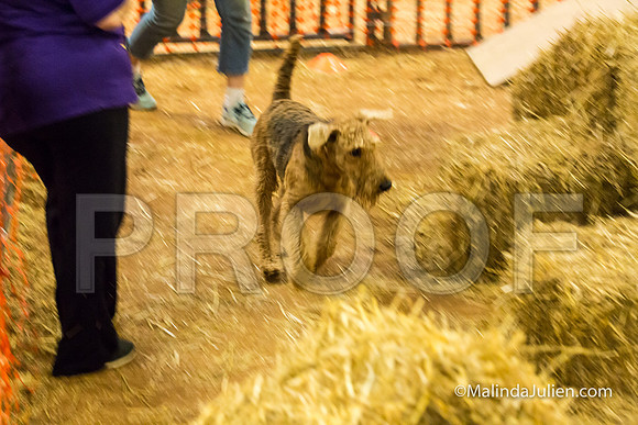 Airedale Lily Anne Barlow-JJJ_3813-HR3