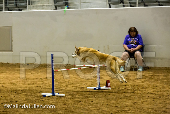 Agility JWW Exc 20 Sat Labrador Retriever Crockett-JJJ_2286-ACDCA2018-HR3