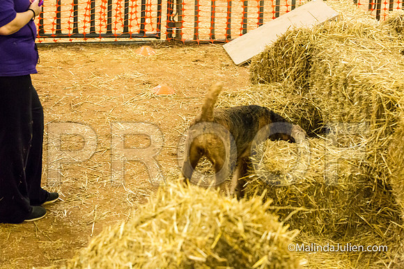 Airedale Lily Anne Barlow-JJJ_3818-HR3