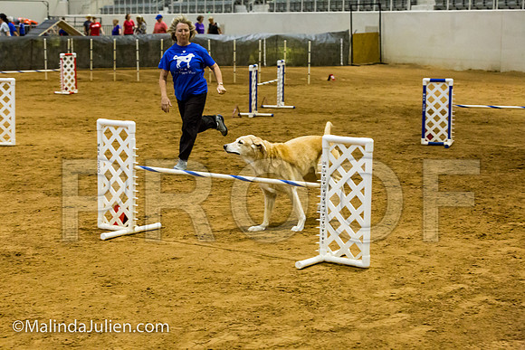 Agility JWW Exc 20 Sat Labrador Retriever Crockett-JJJ_2295-ACDCA2018-HR3