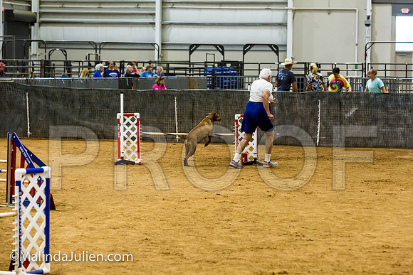Agility JWW Exc 20 Sat Vizsla Sedna-JJJ_2044-ACDCA2018-HR3