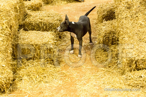American Staffordshire Terrier Girlfriend Megan Luna-JJJ_3754-HR3